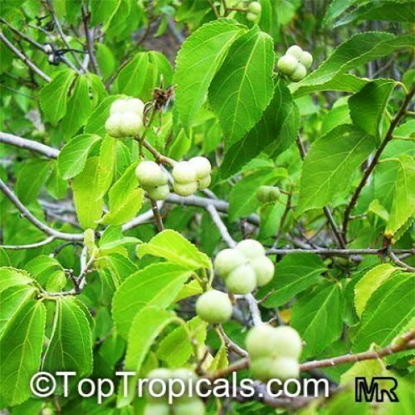 Grewia occidentalis, 10-100 Samen